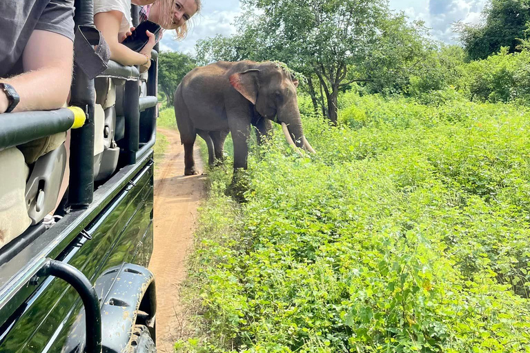 Desde Ella : Udawalawa Safari &amp; Drop Hikkaduwa/Galle/Mirissa