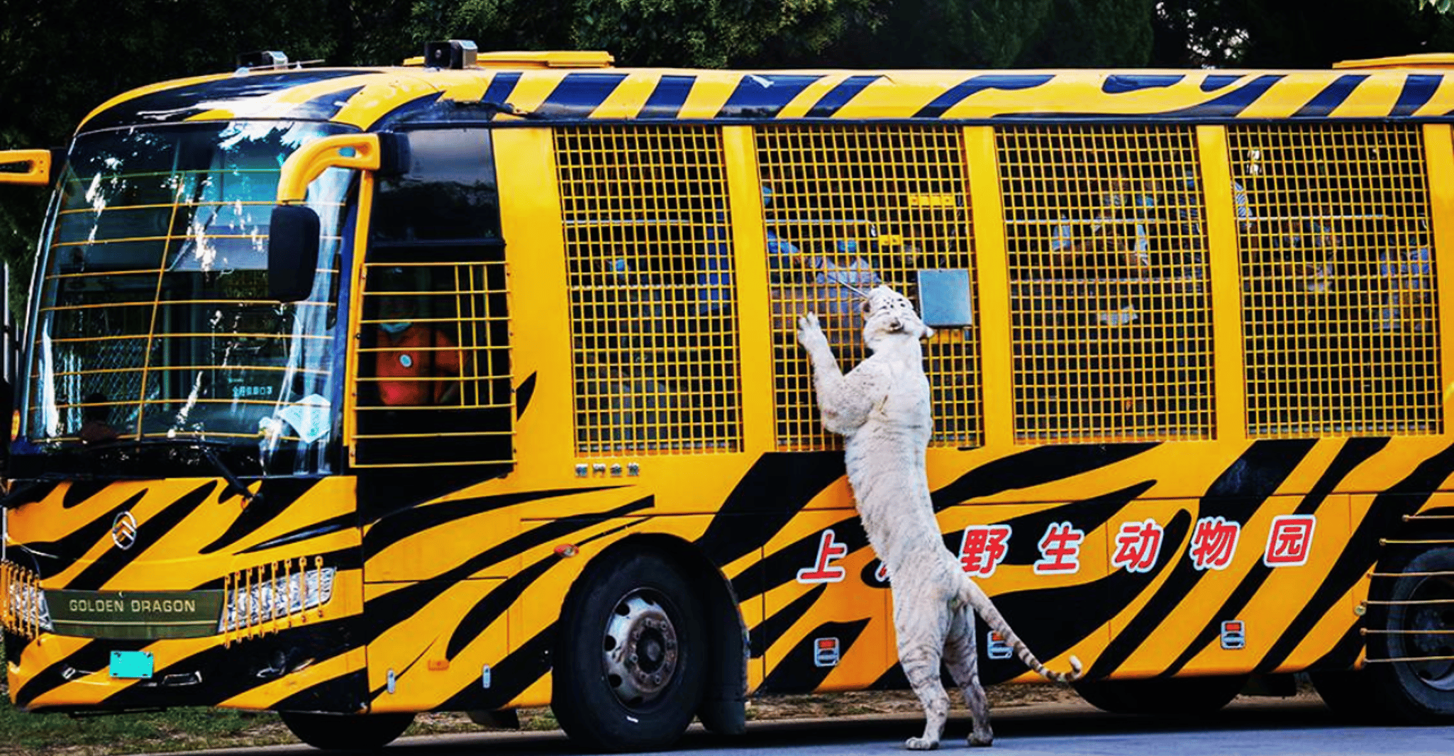 Shanghai: Wild Animal Park Ticket photo 2