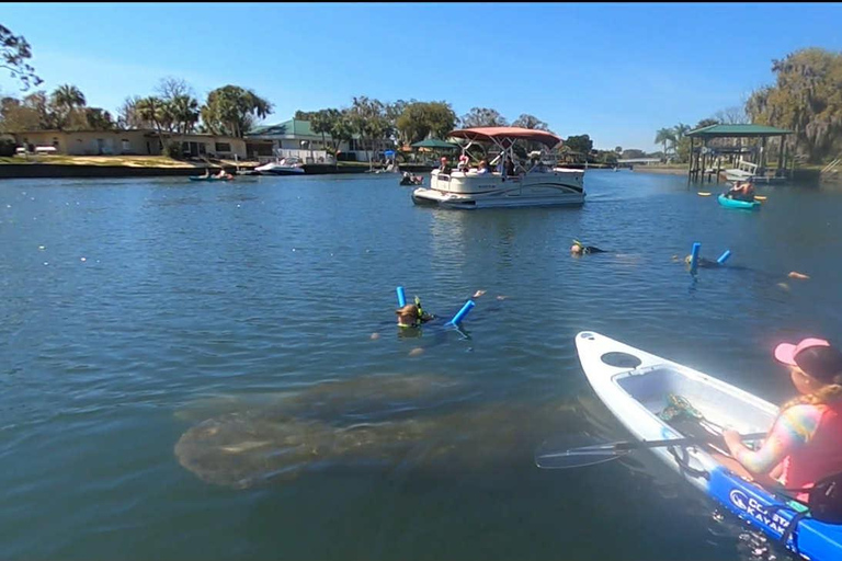 Three Sister Springs: Self Guided Tour- Clear Kayak Rental Kings Bay/Three Sisters: Self Guided Tour- ClearBottom Kayak