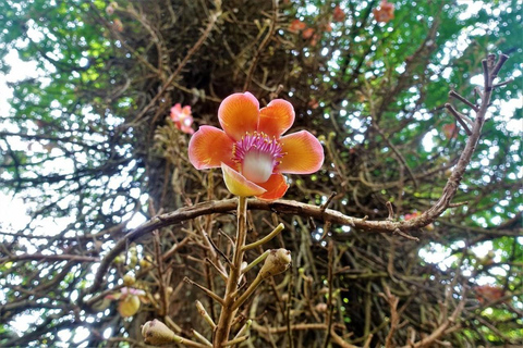 Kandy: Royal Botanical Garden & Tea Factory Tour Pick & Drop Without Entry Ticket in Royal Botanical Garden