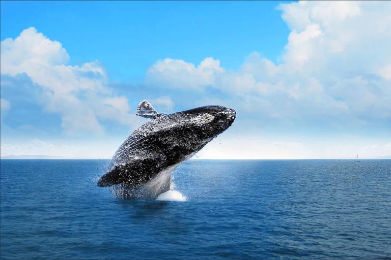 La Romana: Whale-Watching Cruise &amp; Cayo Levantado Day Trip