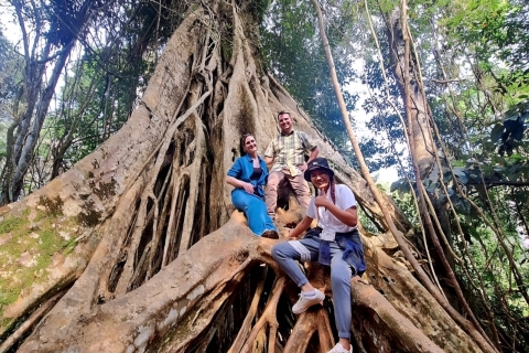 Wycieczka do dżungli do Parku Narodowego Khao Yai z BangkokuPrywatna wycieczka do Parku Narodowego Khao Yai