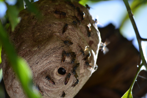 Pantano de Nariva: Experiencia de observación de monos
