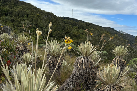 Bogota: Moyas-Wanderung mit Stadtblick