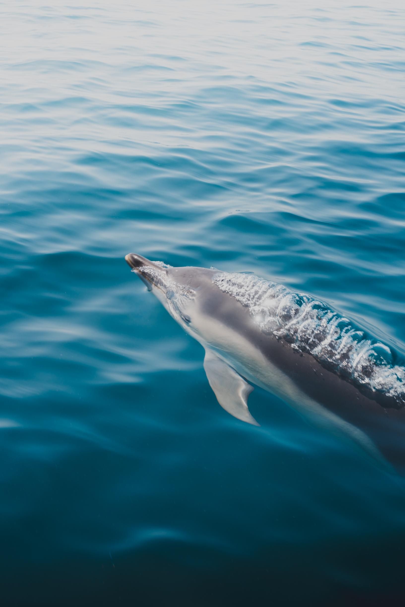 Padstow: Geführte Meeressafari mit RIB-Bootsfahrten und lokaler Tierwelt