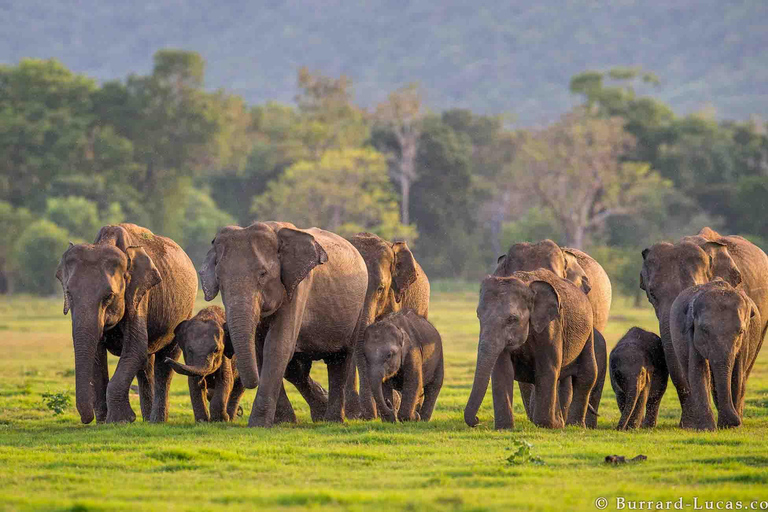 Excursión y safari por el pueblo de Habarana