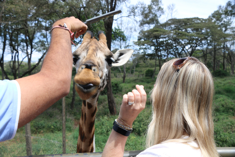 7 giorni di safari urbano e nella savana in Kenya