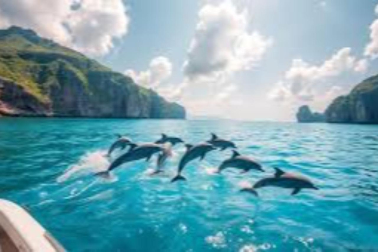 Salalah: Swimming with Dolphins with Lunch &amp; Pick up