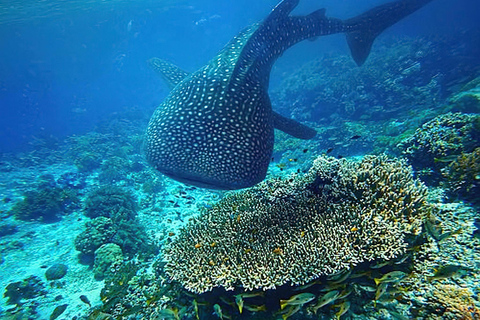 Swim with Whale Sharks in Mafia Island Flight from Zanzibar Mafia Whale Shark Adventure – Day Trip (No Flights Included)