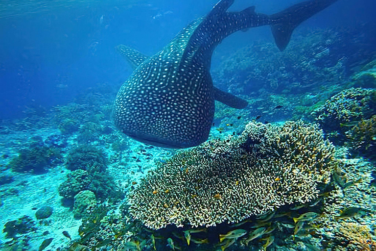 Swim with Whale Sharks in Mafia Island Flight from Zanzibar Mafia Whale Shark Adventure – Day Trip (No Flights Included)