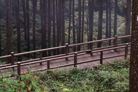 Two-day tour of Alishan Cloud Forest and Tainan Old Town Depart from Kaohsiung or Tainan.{eight-seater car}