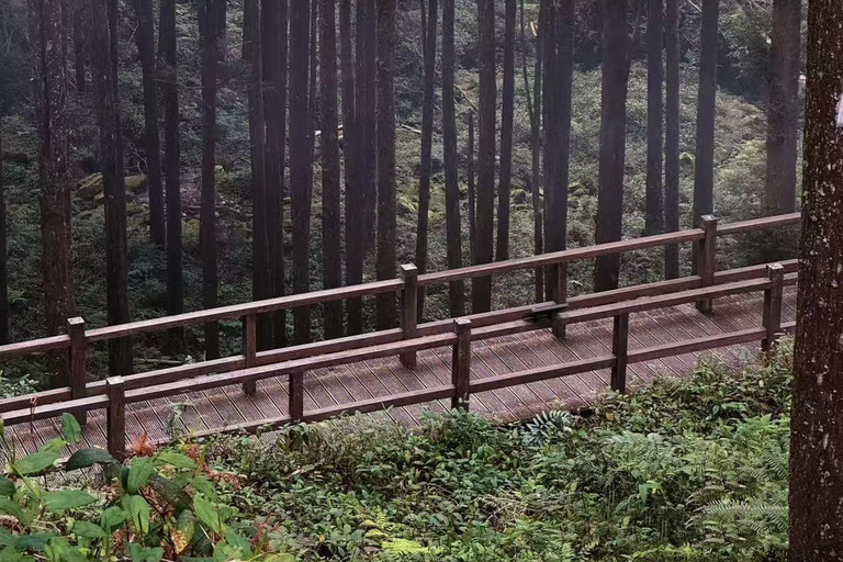 Two-day tour of Alishan Cloud Forest and Tainan Old Town Depart from Kaohsiung or Tainan.{eight-seater car}