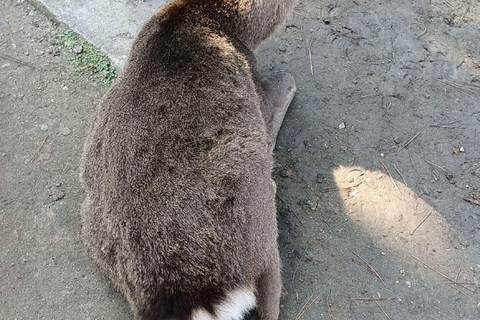 Nara Gardens and Temples Private Guided Tour with Transport