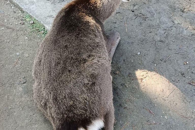 Nara Gardens and Temples Private Guided Tour with Transport