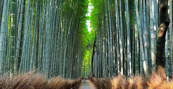 Kyoto A: City Tour in Spanish