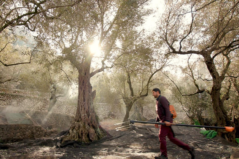 Sóller: Olijfolie proeverij en brunch bij Can Det Estate