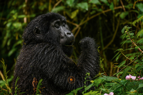 Safari salvaje y de primates de 10 días por Uganda.