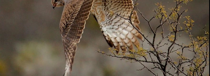 Port Elizabeth : Safari de 3 jours dans le parc national des éléphants d'Addo