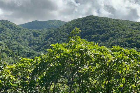 St. Kitts Wingfield Rainforest and Romeny Experience GYG-RF2-Gr | Wingfield Rainforest- Group