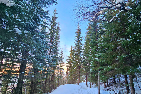 Tromsø Street to Wilderness: Guided Snowshoe Hike