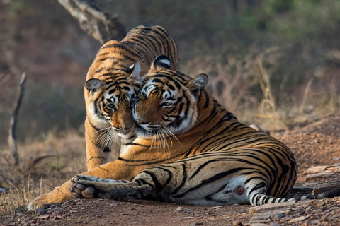 6 Noches y 7 Días Triángulo de Oro con Ranthambore