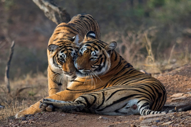 6 Nuits & 7 Jours Triangle d'Or avec Ranthambore