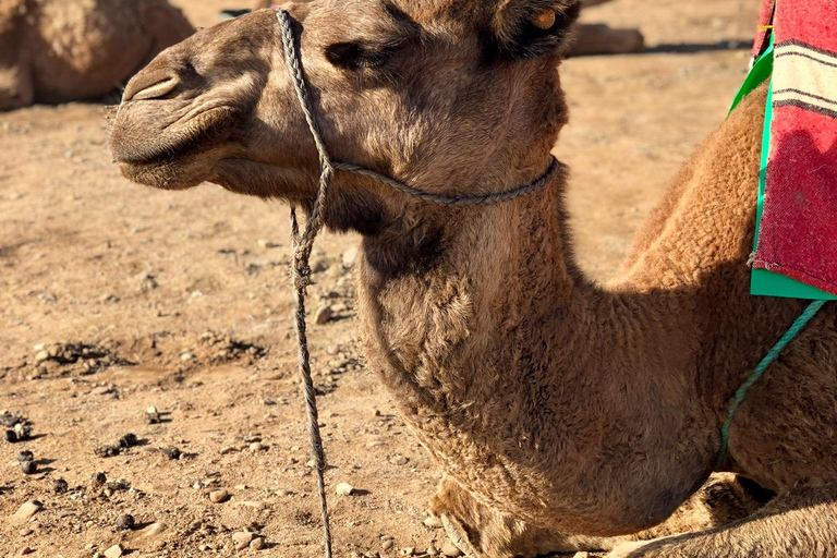 Tangier höjdpunkter: Exklusiv privat tur