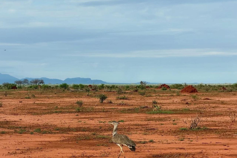 2-Day Tsavo East & Salt Lick Safari–Red Elephants & Treetop