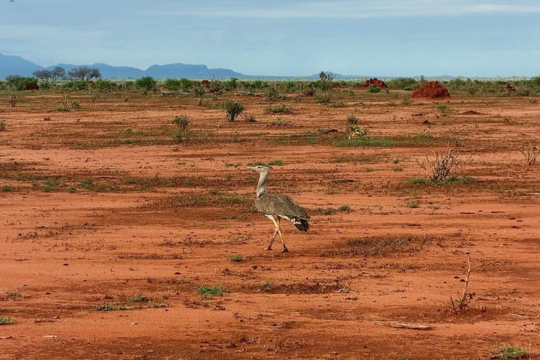 2-Day Tsavo East & Salt Lick Safari–Red Elephants & Treetop