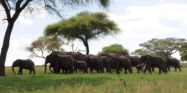 Visit Safari in Tarangire National Park (Add-on Tanzania) in Tarangire National Park