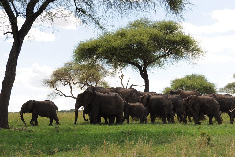 Safari in Tarangire National Park (Add-on Tanzania)