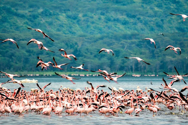 From Nairobi:2-Day Lake Nakuru,Naivasha & Hell’s Gate Safari