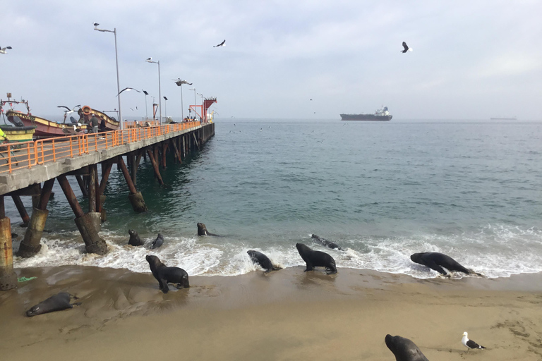 Valparaiso, Viña del Mar, vinícola, leões marinhos e passeio de barco