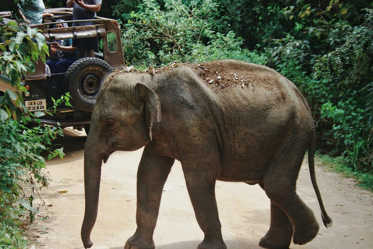 From Sigiriya: Minneriya National Park Private Jeep Safari Hurulu Eco Park Safari From Sigiriya Eco Jeep Adventure