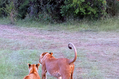 Nairobi: 3-Day epic trip to Maasai Mara Reserve with meals 3 days, 2 nights private safari to Mara in a tourist VAN