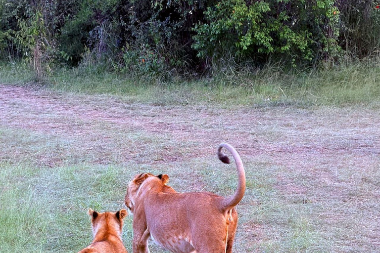 Nairobi: 3-Day epic trip to Maasai Mara Reserve with meals 3 days, 2 nights private safari to Mara in a tourist VAN