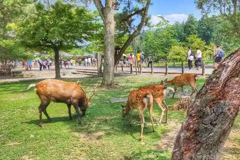 Kyoto: Nara, Todaiji, Kasuga Taisha-helligdommen Privat heldagstur