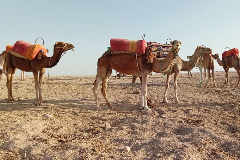 Från Marrakech: Kameltur i Agafay-öknen vid solnedgångenFrån Marrakech: Kamelritt i solnedgången i Agafayöknen