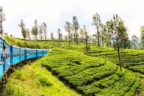 Sri Lanka 5-Day Private Country Side Tour Car, Hotels, Food