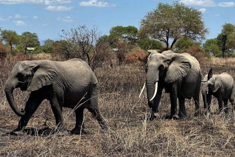 Excursión de un día de Zanzíbar a Mikumi : Safari de fauna salvajeDesde Zanzíbar Excursión de un día a Mikumi : Safari de fauna salvaje