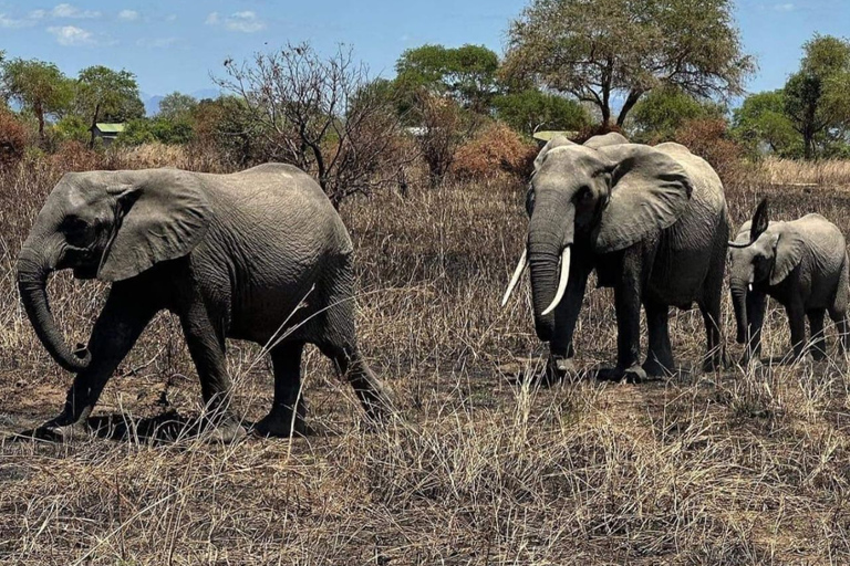 Excursión de un día de Zanzíbar a Mikumi : Safari de fauna salvajeDesde Zanzíbar Excursión de un día a Mikumi : Safari de fauna salvaje