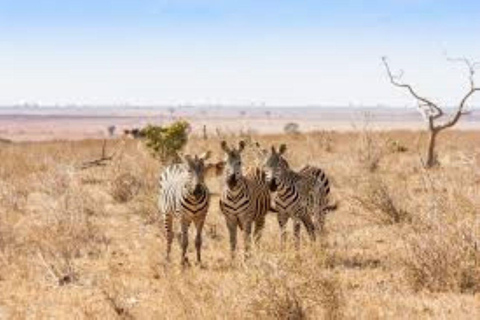 Nairobi; Excursión en vehículo por el Parque Nacional con servicio de recogida