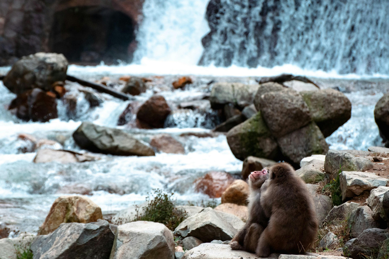 From Tokyo:Nagano Snow Monkeys Park & Hot Springs Experience