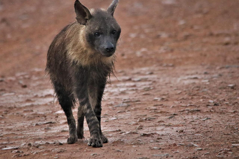 Johannesburg: Halvdagsutflykt med Big 5-safari