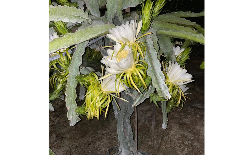 Heraklion: Brunch com agricultores de Creta e passeio pelos olivais