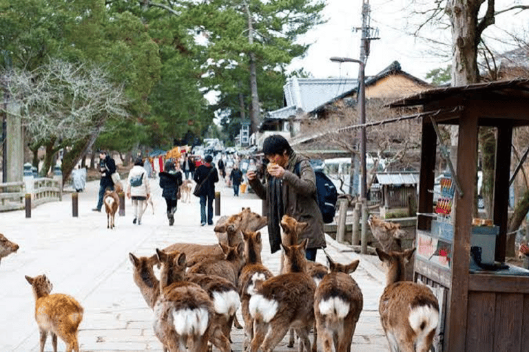 Kyoto & Nara: Fushimi Inari, Arashiyama & Sacred Deer Nara: UNESCO Ancient Capital, Great Buddha & Sacred Deer