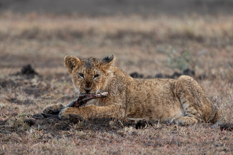 Viaggio di un giorno da Nairobi a Maasai Mara - AWNairobi: Escursione di un giorno nella Riserva Nazionale di Maasai Mara - Privato