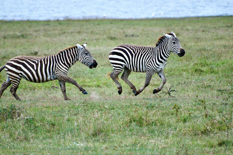 Viagem de 1 dia ao Lago Nakuru saindo de NairóbiViagem de um dia ao Lago Nakuru saindo de Nairobi