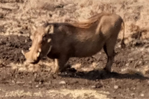 Overnachtingssafari naar Tsavo East vanaf Diani Beach