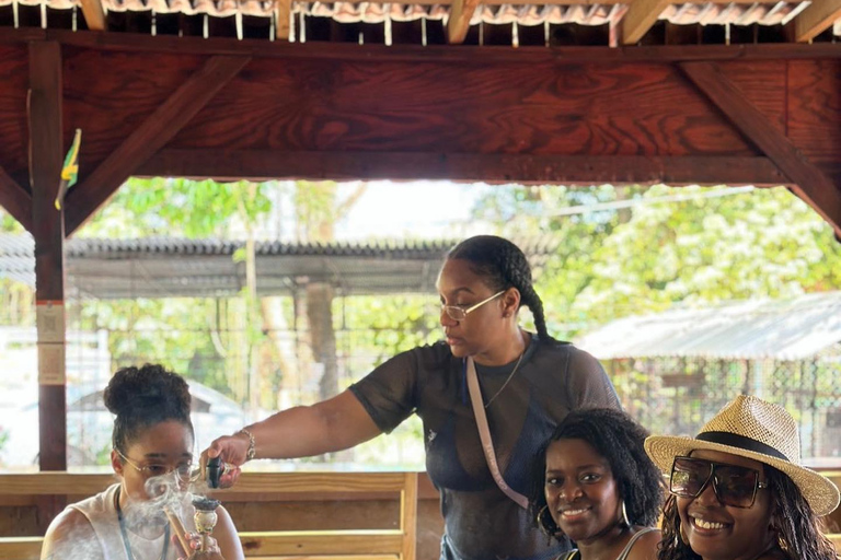 Visite d&#039;une ferme de marijuanaDe Falmouth/ Trelawny